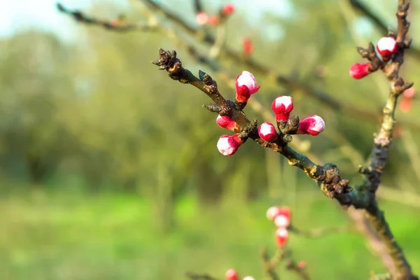 Blühender Baum Über Der Natur Hintergrund Frühlingsblumen Frühling Hintergrund — Stockfoto