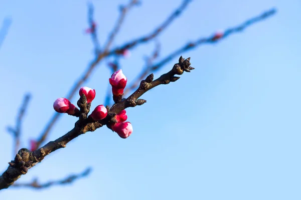 Blühender Baum Über Der Natur Hintergrund Frühlingsblumen Frühling Hintergrund — Stockfoto