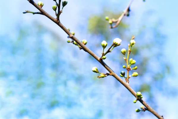 Árbol Flores Sobre Fondo Natural Flores Primavera Fondo Primavera —  Fotos de Stock
