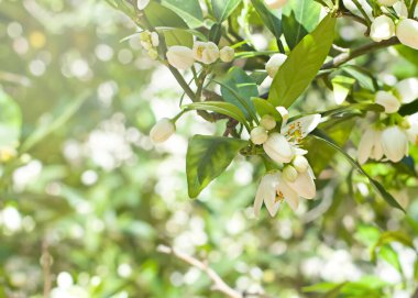 Çiçekli ve yeşil yapraklı turuncu dallar. Bahar bahçesi kavramı