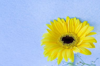 Renkli arka planda Gerbera 'nın çiçeği