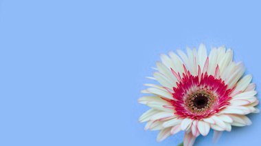 Renkli arka planda Gerbera 'nın çiçeği