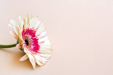 Renkli arka planda Gerbera 'nın çiçeği