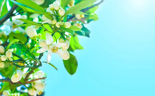 Orangefarbene Zweige Mit Blüten Und Grünen Blättern Blauen Himmel Und — Stockfoto