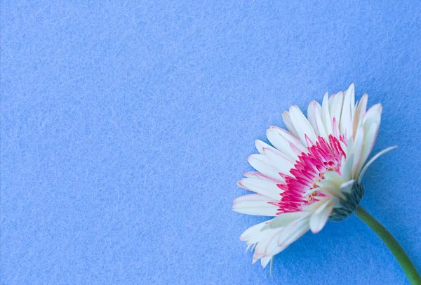 Flower Gerbera Colored Background — Stock Photo, Image