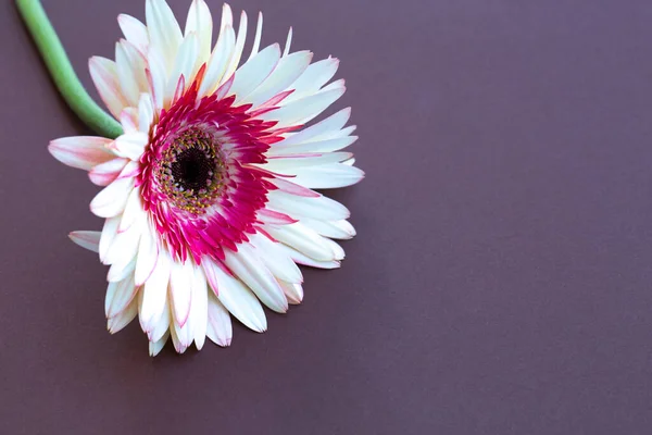 Die Blume Der Gerbera Auf Dem Farbigen Hintergrund — Stockfoto