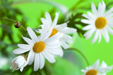 Renkli arka planda löanthemum vulgare çiçeği