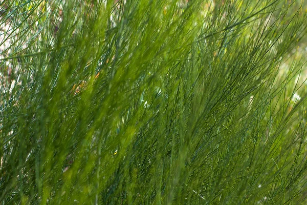 Nahaufnahme Natur Ansicht Von Grünem Gras Auf Verschwommenem Hintergrund Garten lizenzfreie Stockfotos