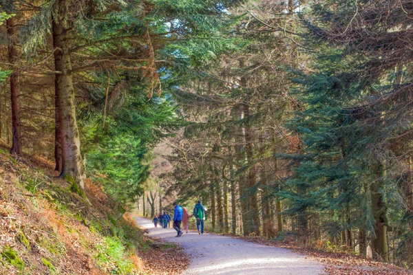 Straße Zum Kiefernwald Waldstraßenansicht Waldstraßenlandschaft Stockbild