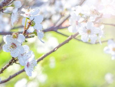 Bahar kirazı doğal arka planda çiçek açar.