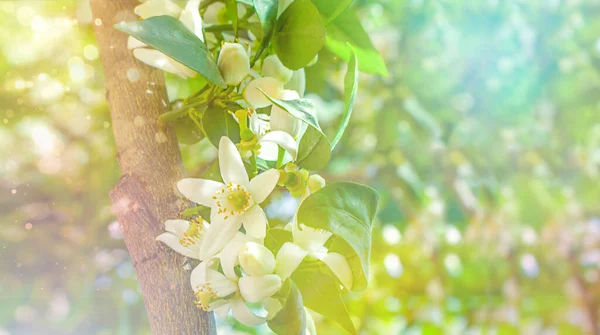 果樹園の木の上のオレンジの花と青空に対する太陽の光線 — ストック写真