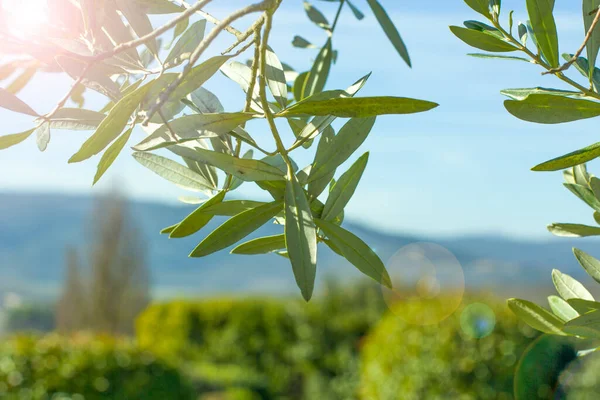 Branch of olives in the sun with the green background of the Tuscan hills