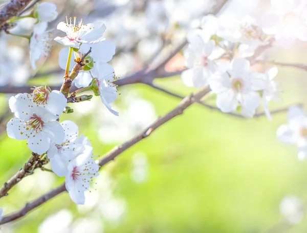 Wiosenne Kwiaty Wiśni Naturalnym Tle — Zdjęcie stockowe