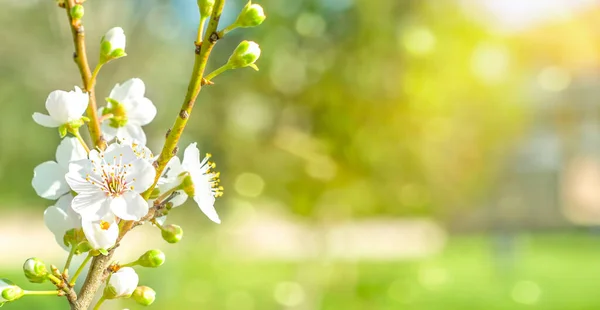 Frühlingskirsche Blüht Vor Natürlichem Hintergrund — Stockfoto