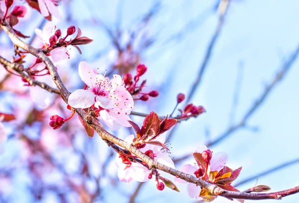 Frühlingskirsche Blüht Vor Natürlichem Hintergrund — Stockfoto