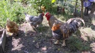 avlunun etrafında yürüyen tavuklarla horoz