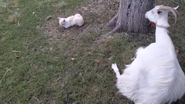 Белый Козел Кот Лежат Траве — стоковое видео