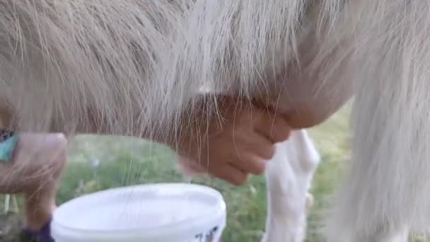 Kvinnliga Händer Mjölka Getjuvret — Stockvideo