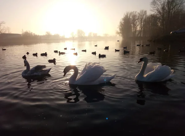 Zwanen Het Water Zonsondergang — Stockfoto