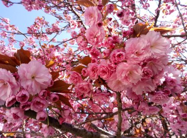 Sakura çiçekleri ile enchants. 