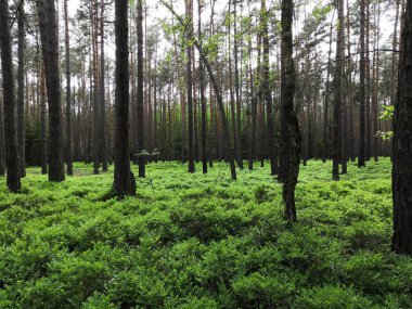 Güzel bir orman. Orman Glade.