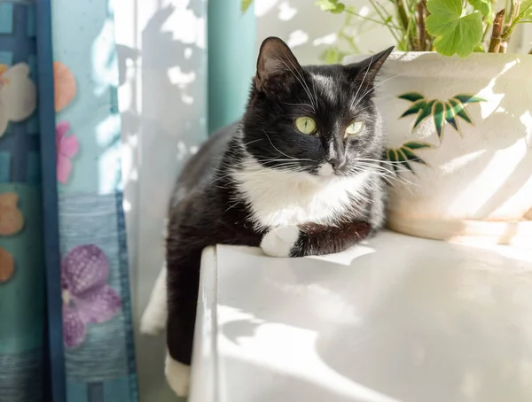 Gato preto e branco está deitado no peitoril da janela iluminado pelo sol . — Fotografia de Stock