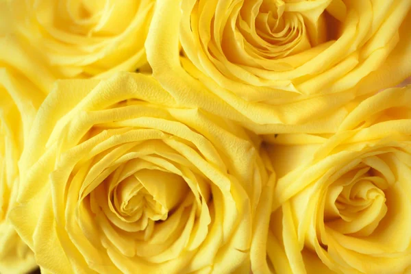 Beautiful yellow rose close-up. — Stock Photo, Image