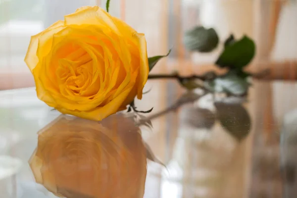 Beautiful Yellow Rose Reflected Transparent Glass Table — Stock Photo, Image
