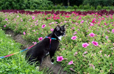 Siyah-beyaz kedi yaz akşamı çiçek yatakları hakkında kentsel parkta koşum üzerinde yürüyor.
