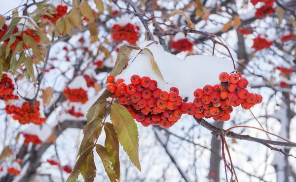 Vinter bakgrund. Snötäckta klasar av röda rönn bär i — Stockfoto