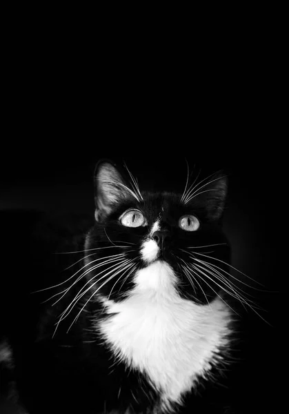 Hledání černé a bílé kočky na černém pozadí. — Stock fotografie