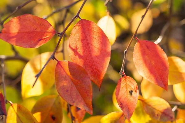 Autumn background. Close-up bright sunlit red and yellow leaves. — Stock Photo, Image