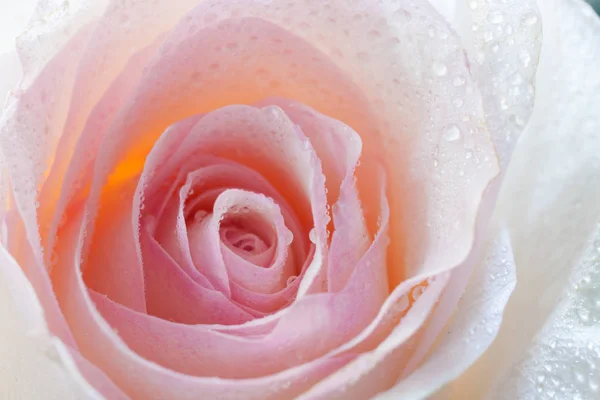 Close-up delicate pale pink rose bud strewned with drops of water . — Stock Photo, Image