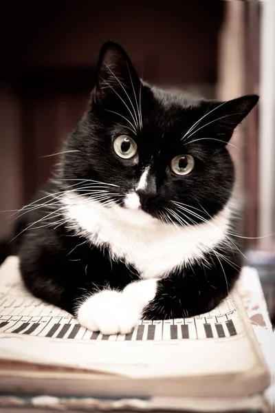 Gato blanco y negro acostado en un libro de partituras y mirando a la cámara . — Foto de Stock