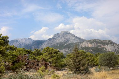 Yaz gününde kayalık dağların eteklerinde Güney çam ormanı. 