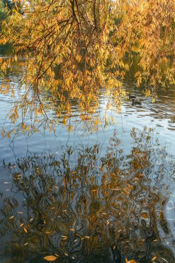Sarı yaprakları ve th ile su söğüt dalları üzerinde bükme