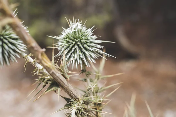 Beautiful green spines heads of plant, blooming with white flowers.