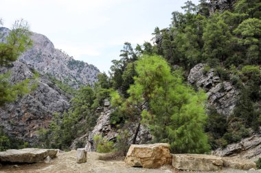 Dağlar ve yeşilçam ormanı arasındaki vadide rekreasyon alanı. 