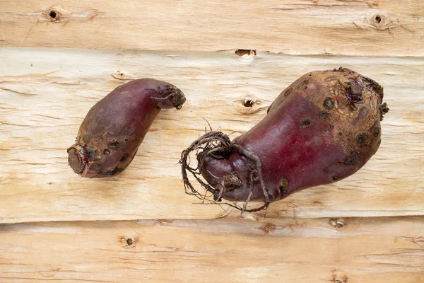 Two knobby ugly beets are lying on natural background of inverted tree bark. — Stock Photo, Image