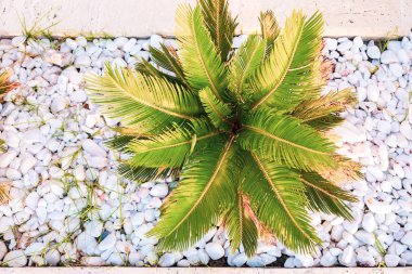 Küçük beyaz yuvarlak taşlar arasında güneşli genç tropikal palmiye için üst görünümü.