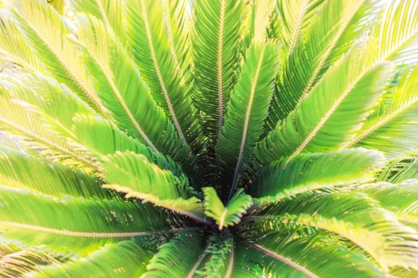 Természetes elmosódott növényzet tropikus háttérrel Pálma lombozat. — Stock Fotó