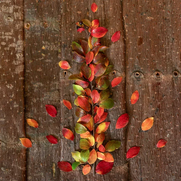 Осіння гілочка з різнокольоровими барвистими натуральними листям на фоні кори дерева . — стокове фото