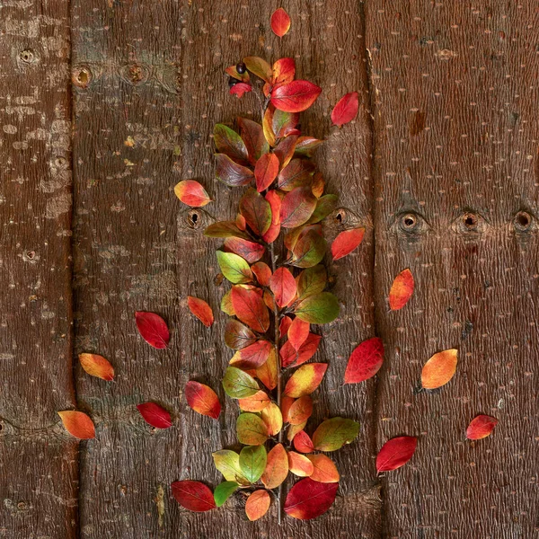 Höst Twig med mångfärgade färgglada naturliga blad på träd bark bakgrund. — Stockfoto