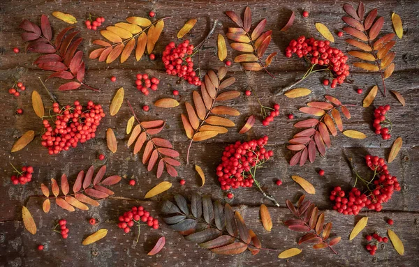 Doğal ağaç kabuğu arka planda ortaya konulan rowan renkli yaprakları ve meyveleri desen. 