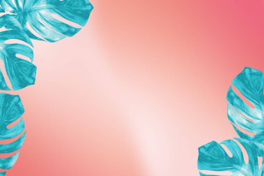 Pembe eğimli arka planda taze tropik palmiye yaprağı renginde moda turkuaz.. 