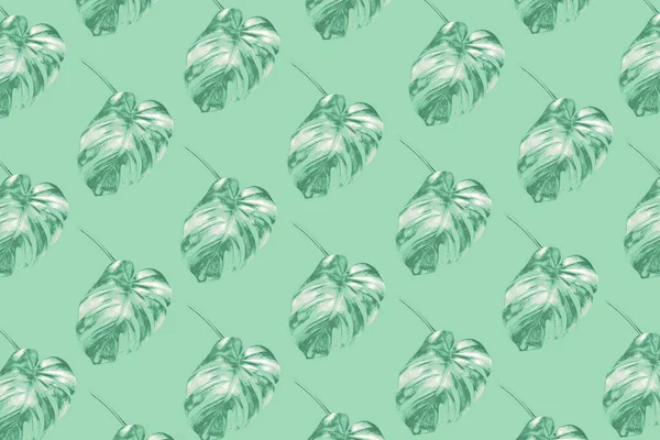 Сверху трехцветный неомятный узор, выполненный из листьев экзотической пальмовой чудовища . — стоковое фото