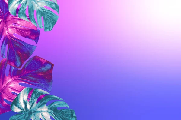 Modaya uygun neon mavisi arka planda renkli tropikal canavar yaprakları..    