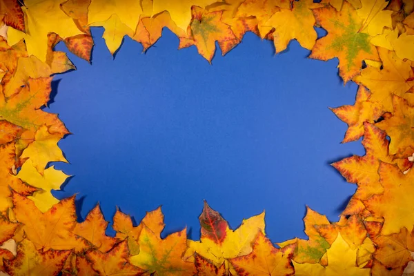Frame Beautiful Colorful Maple Leaves Blue Backdrop Empty Blank Greeting — Stock Photo, Image