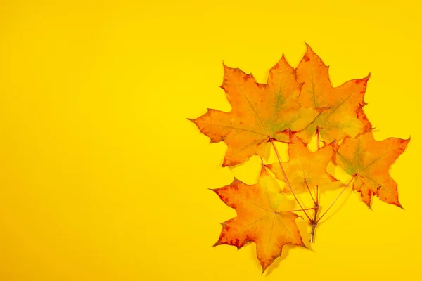Beautiful Colorful Fall Maple Leaves Yellow Background Autumn Mockup Fall — Stock Photo, Image