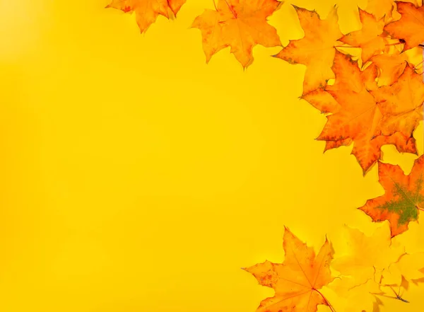 Beautiful Fall Maple Leaves Yellow Background Empty Blank Greeting Card — Stock Photo, Image